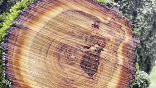 Cut tree stump cross-section with growth rings and moss