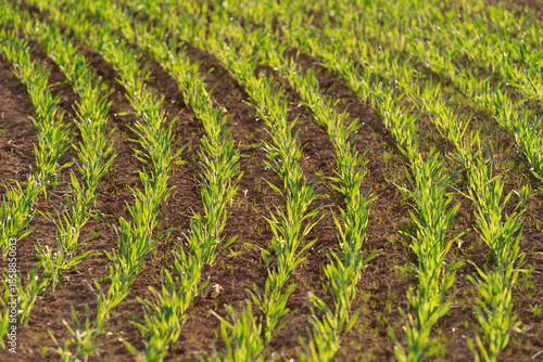 Young wheat plants growing in a grain field.