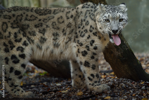 Portrait of Snow leopard in zoo
