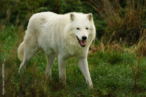 Portrait of Arctic wolf in autumn