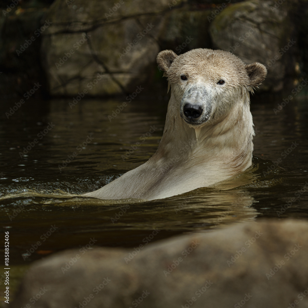 Fototapeta premium Portrait of Polar bear in zoo