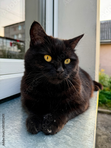 Golden-eyed black cat resting on a windowsill