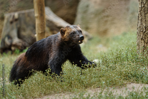 Portrait of Wolverine in zoo