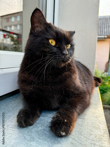 black cat lying on the windowsill