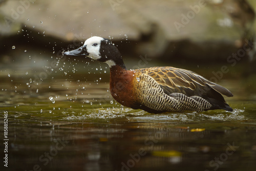 White-faced whistling duck in water
