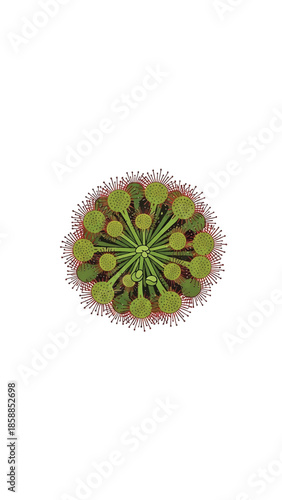 Illustration of a round, green carnivorous plant with sticky red tentacles, seen from above, on white