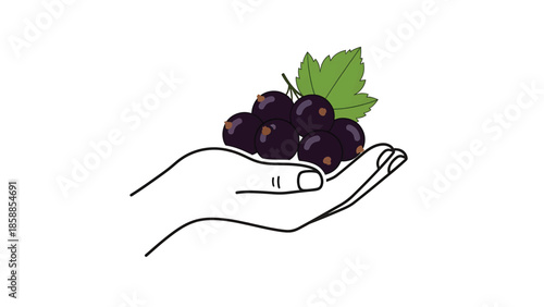 Outline drawing of a hand holding a small cluster of dark purple berries with a green leaf