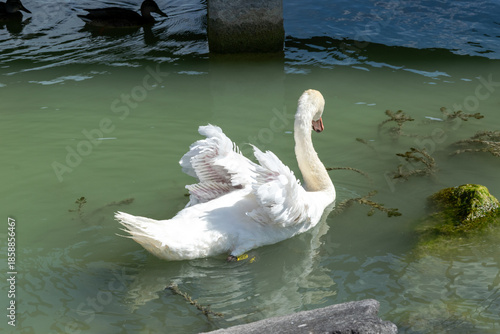 White swans on the lake