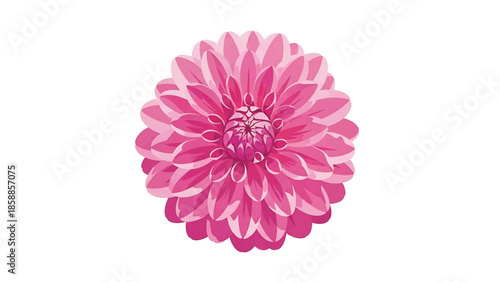 Vibrant pink multi-petal flower in full bloom, depicted as an illustration on a clean white background