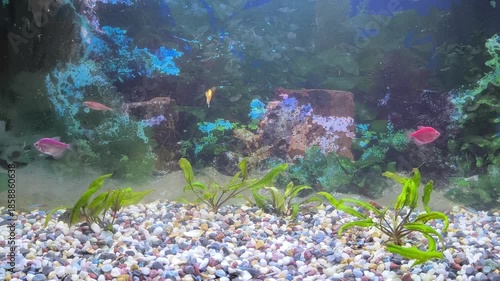 Colorful fish swim in a bright aquarium with lush green plants