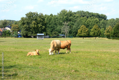 Cattle in a Pasture in a Village in Lower Lusatia, Germany
