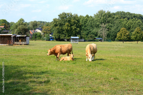 Cattle in a Pasture in a Village in Lower Lusatia, Germany
