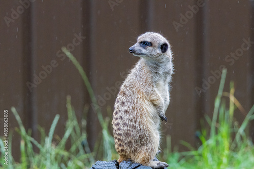 Suricate