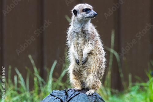 Suricate
