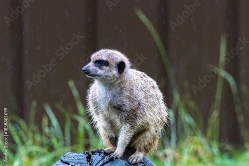 Suricate