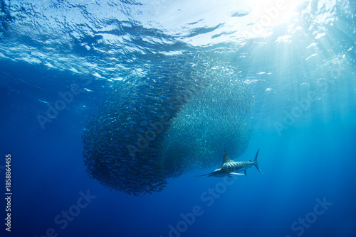 A striped marlin is hunting a shoal of sardines. A bait ball of sardines near the coast of Baja California. The fastest fish in the ocean has a spear on its head. A Kajikia audax is hunting sardines © prochym