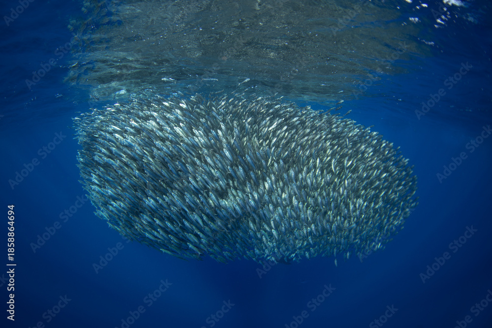 Fototapeta premium There is a huge school of sardines near the surface. Sardinops sagax are gathering near Baja California. There is an abundant ocean near the Mexican coast.