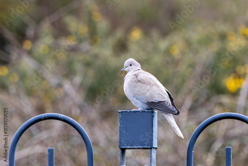 Photography Eurasian Collared Dove (Streptopelia decaocto) - Common in gardens and parks acr