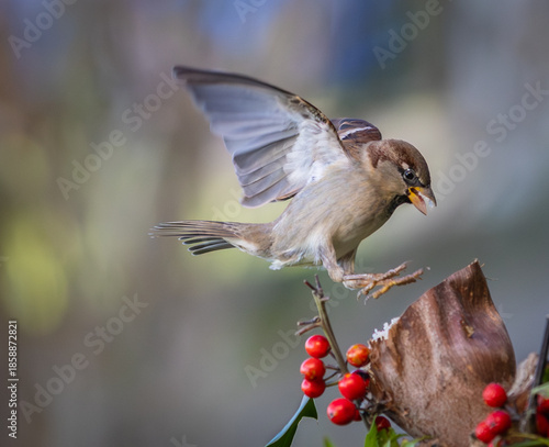 I never tire of observing and photographing birds in different aspects of their daily lives!
