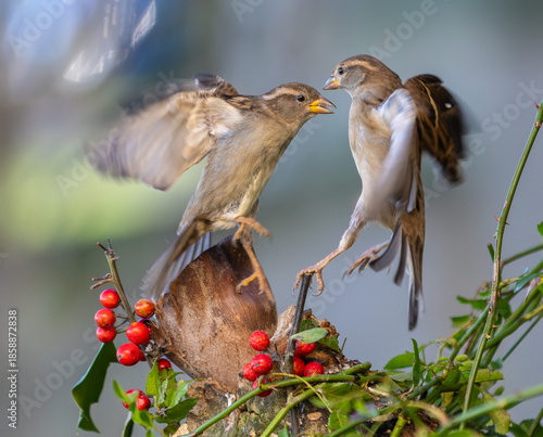 I never tire of observing and photographing birds in different aspects of their daily lives!