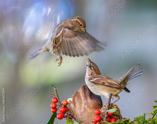 I never tire of observing and photographing birds in different aspects of their daily lives!