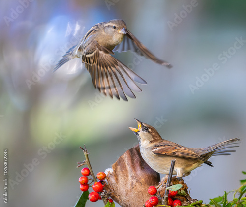 I never tire of observing and photographing birds in different aspects of their daily lives!