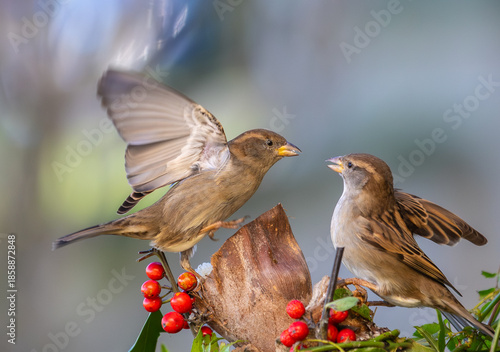 I never tire of observing and photographing birds in different aspects of their daily lives!