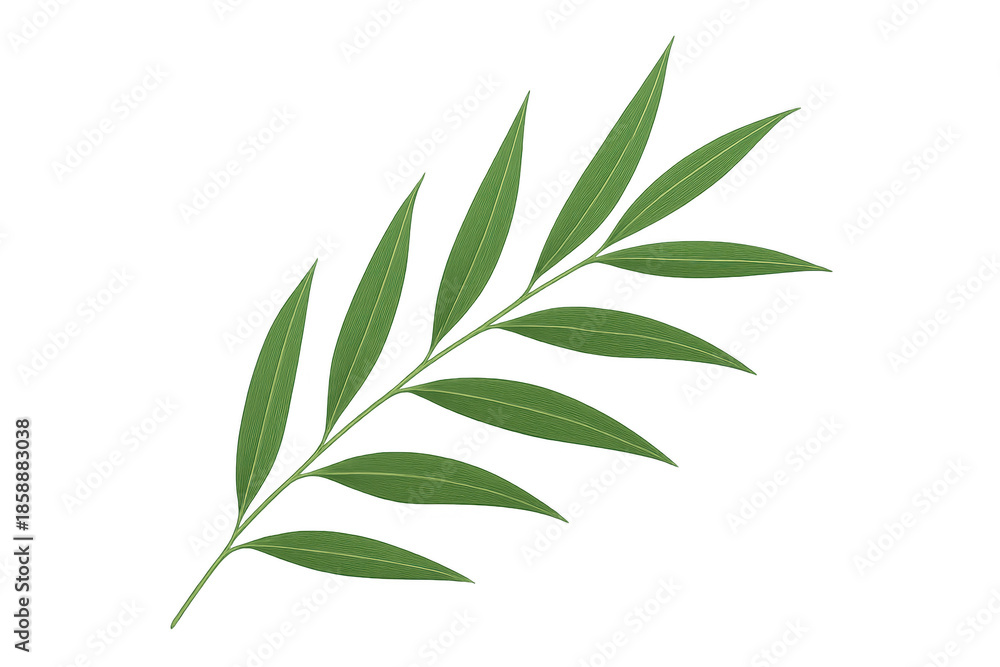 Fototapeta premium Green botanical branch with long leaves on transparent background