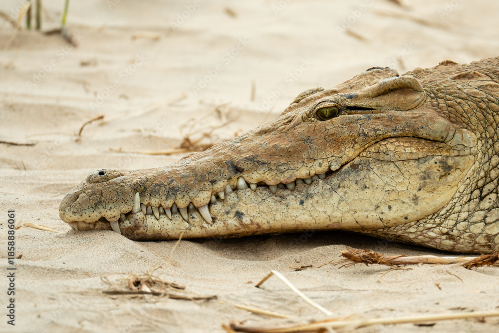 Obraz premium crocodile in the river