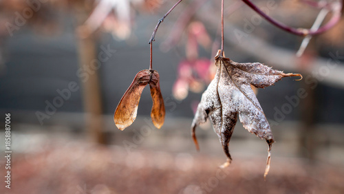 Foto A dried maple leaf and a samara seed pod (helicopter) hang from a twig, showing nature's winter resilience