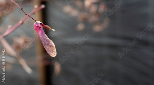Quadro su tela A single, pink and purple winged seed pod, or samara, hangs from a bare branch against a dark, blurred background