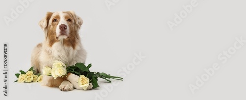 Cute dog and beautiful whit...