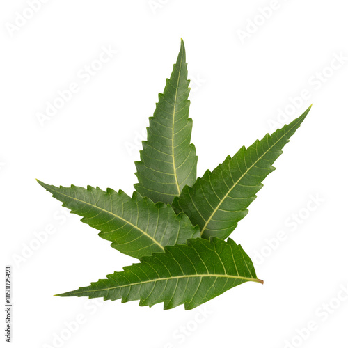 Billede på lærred Fresh green neem leaves isolated on transparent background