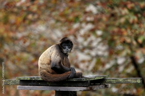 座ったカメラ目線のジェフロイクモザル