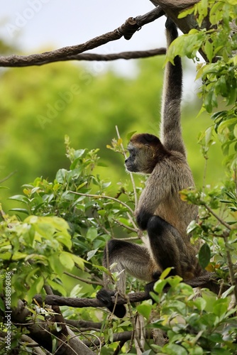 ロープに掴まり前方を見つめる横向きのクモザル