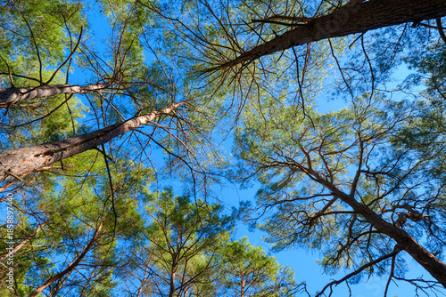 Schilderij op canvas Wide angle view looking up at tall trees surrounding the viewer creating a sense