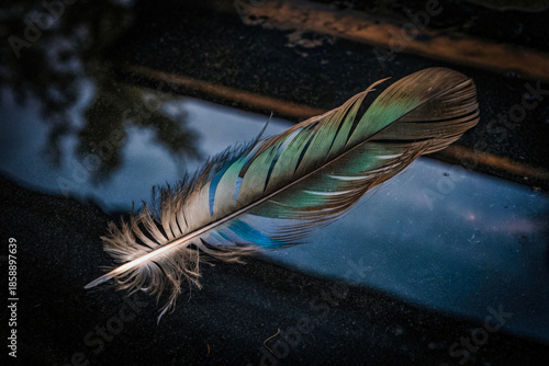 Wallpaper Mural a feather is laying on the ground Torontodigital.ca