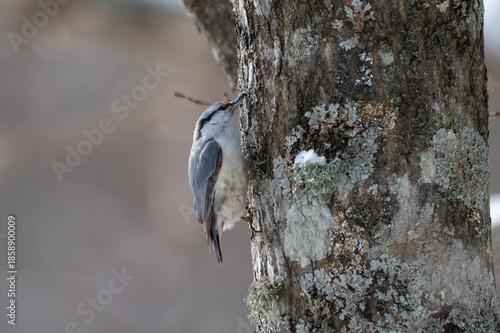 Eurasian Nuthatch in Hokkaido Winter / 北海道のゴジュウカラ