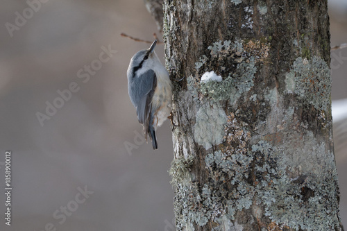 Eurasian Nuthatch in Hokkaido Winter / 北海道のゴジュウカラ