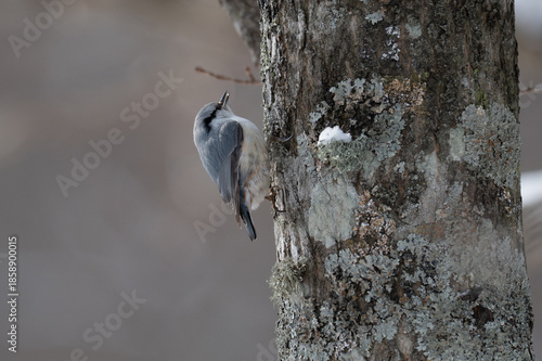 Eurasian Nuthatch in Hokkaido Winter / 北海道のゴジュウカラ