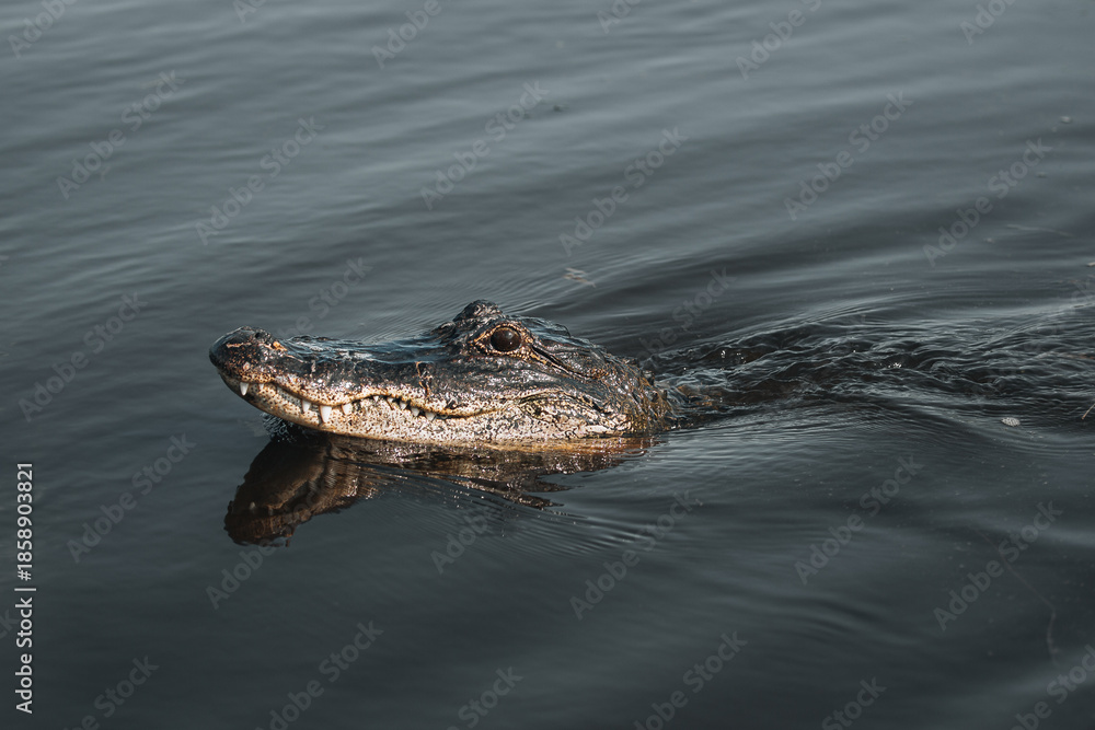 Obraz premium Alligators in Jean Lafitte swamp Louisiana wildlife in bayou waters