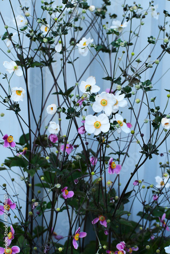 壁際のピンクと白のシュウメイギク