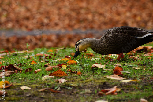 紅葉する公園のカルガモ
