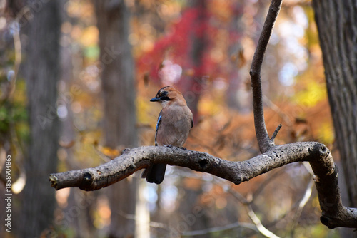 紅葉する森のミヤマカケス