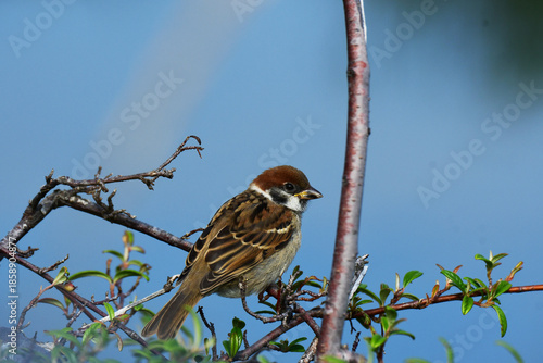 川岸の枝に止まるすずめの幼鳥