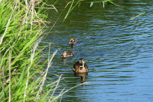 川岸を進むカルガモの親子