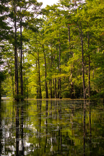 Atchafalaya Basin Louisiana swamp landscape with cypress trees and water