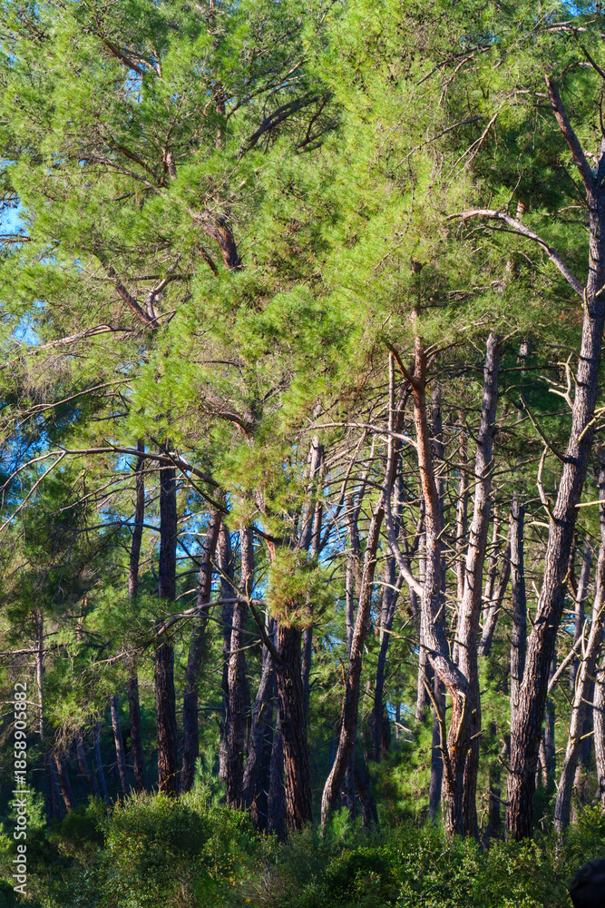 Fototapeta premium A dense grove of tall pine trees in a forest setting with sunlight filtering through the green branches and casting shadows on the undergrowth
