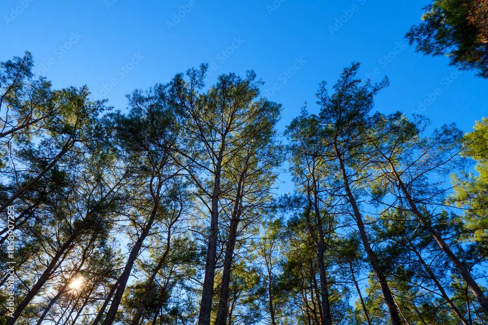Obraz premium Sunlight flaring through the tall trunks of pine trees in a forest looking up at the canopy and blue sky
