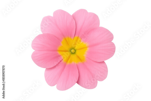 Pink primrose flower with yellow center, transparent background